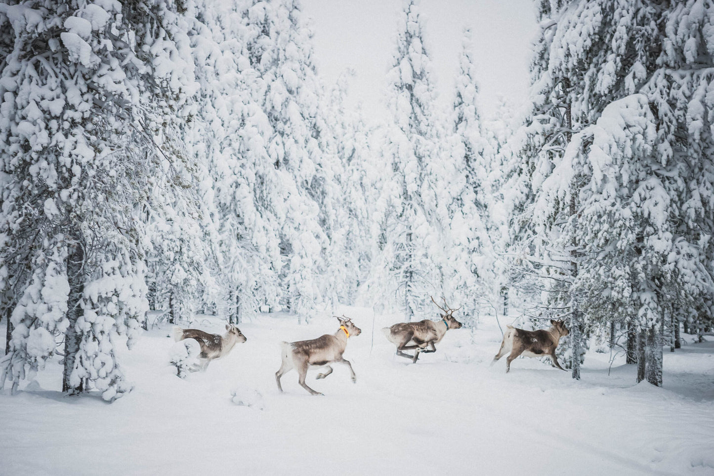 HÀNH TRÌNH 5 NGÀY KHÁM PHÁ LÀNG ÔNG GIÀ NOEL TẠI ROVANIEMI, LAPLAND PHẦN LAN