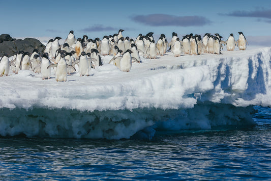 QUARK EXPEDITIONS CRUISE: ANTARCTIC EXPLORATION JOURNEY
ANTARCTIC EXPRESS: FLY SOUTH, SAIL NORTH – OCEAN EXPLORER, WORLD VOYAGER