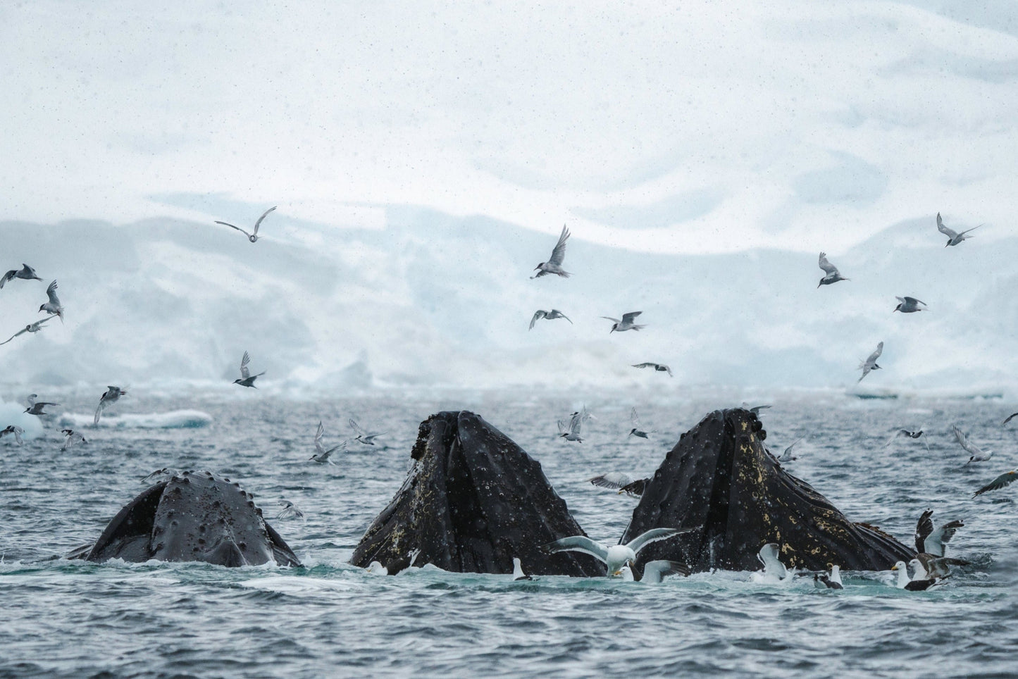 ANTARCTICA21 CRUISE: CLASSIC ANTARCTICA AIR-CRUISE