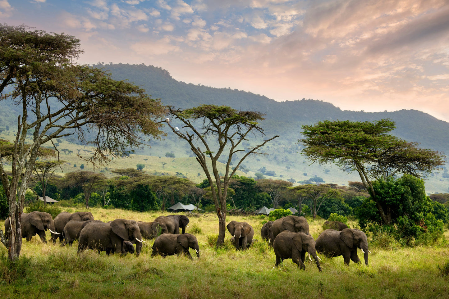 ANGAMA LUXURY SAFARI | 8 NGÀY KHÁM PHÁ KENYA | 2-3 LODGES & 1 HOTEL