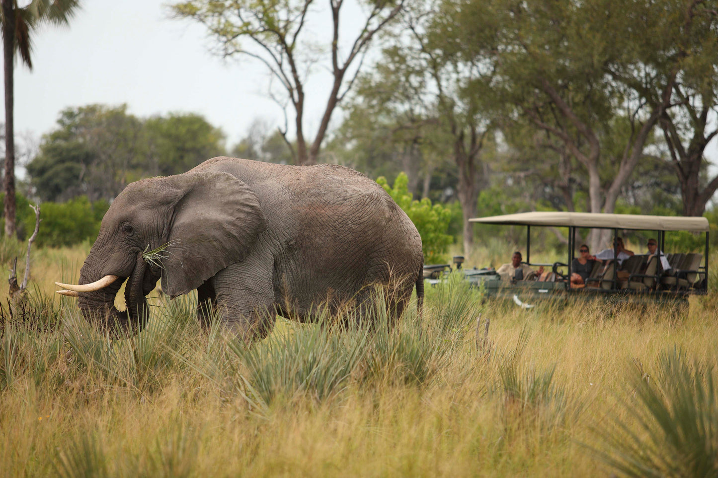 &BEYOND SAFARIS và CAPE TOWN | 8 NGÀY KHÁM PHÁ NAM PHI (CAPE TOWN) - SAFARI tại BOSTWANA | 2 LODGES