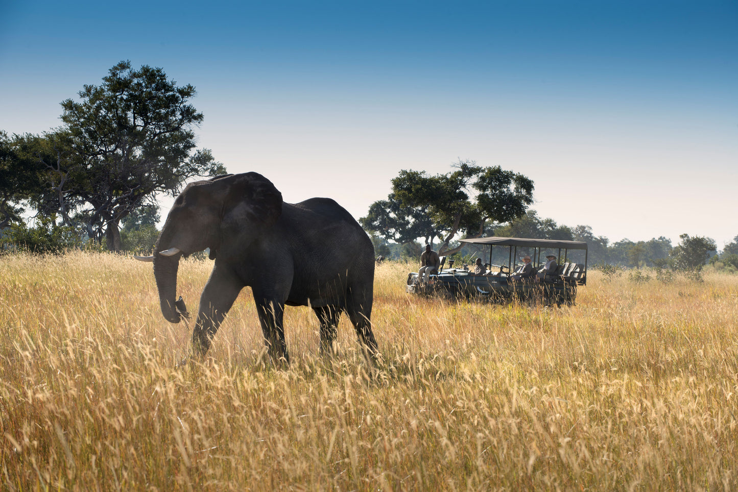 &BEYOND SAFARIS và CAPE TOWN | 8 NGÀY KHÁM PHÁ NAM PHI (CAPE TOWN) - SAFARI tại BOSTWANA | 2 LODGES