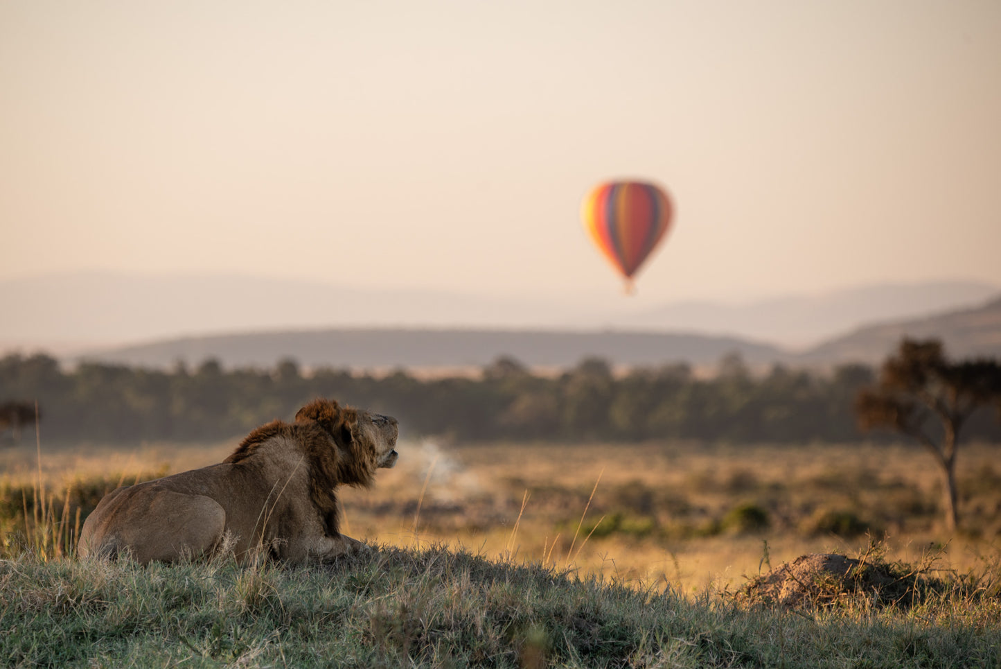 ANGAMA LUXURY SAFARI | 8 NGÀY KHÁM PHÁ KENYA | 2-3 LODGES & 1 HOTEL