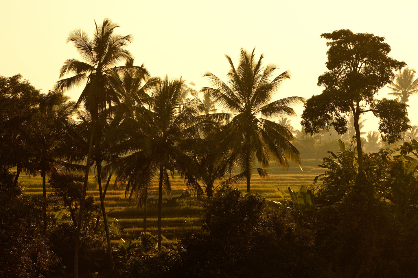 COMO UMA UBUD BALI | EXCLUSIVE OFFERS