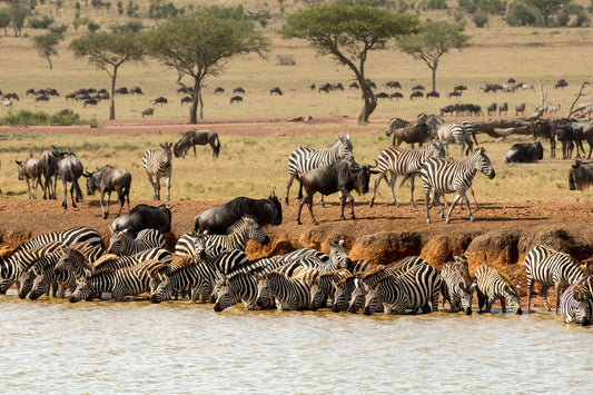 SINGITA SAFARI | 10 NGÀY KHÁM PHÁ ĐÔNG PHI NAM TANZANIA và RWANADA | 3-4 LODGES & 1 HOTEL