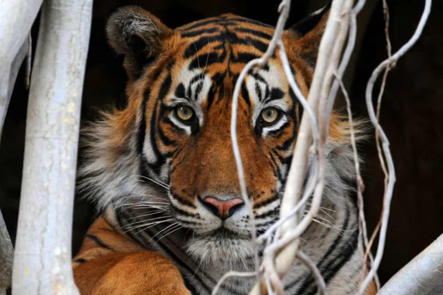 EASTERN & ORIENTAL EXPRESS, A BELMOND TRAIN - TIGER EXPRESS (SINGAPORE & MALAYSIA) 11/05 - 17/05/2025