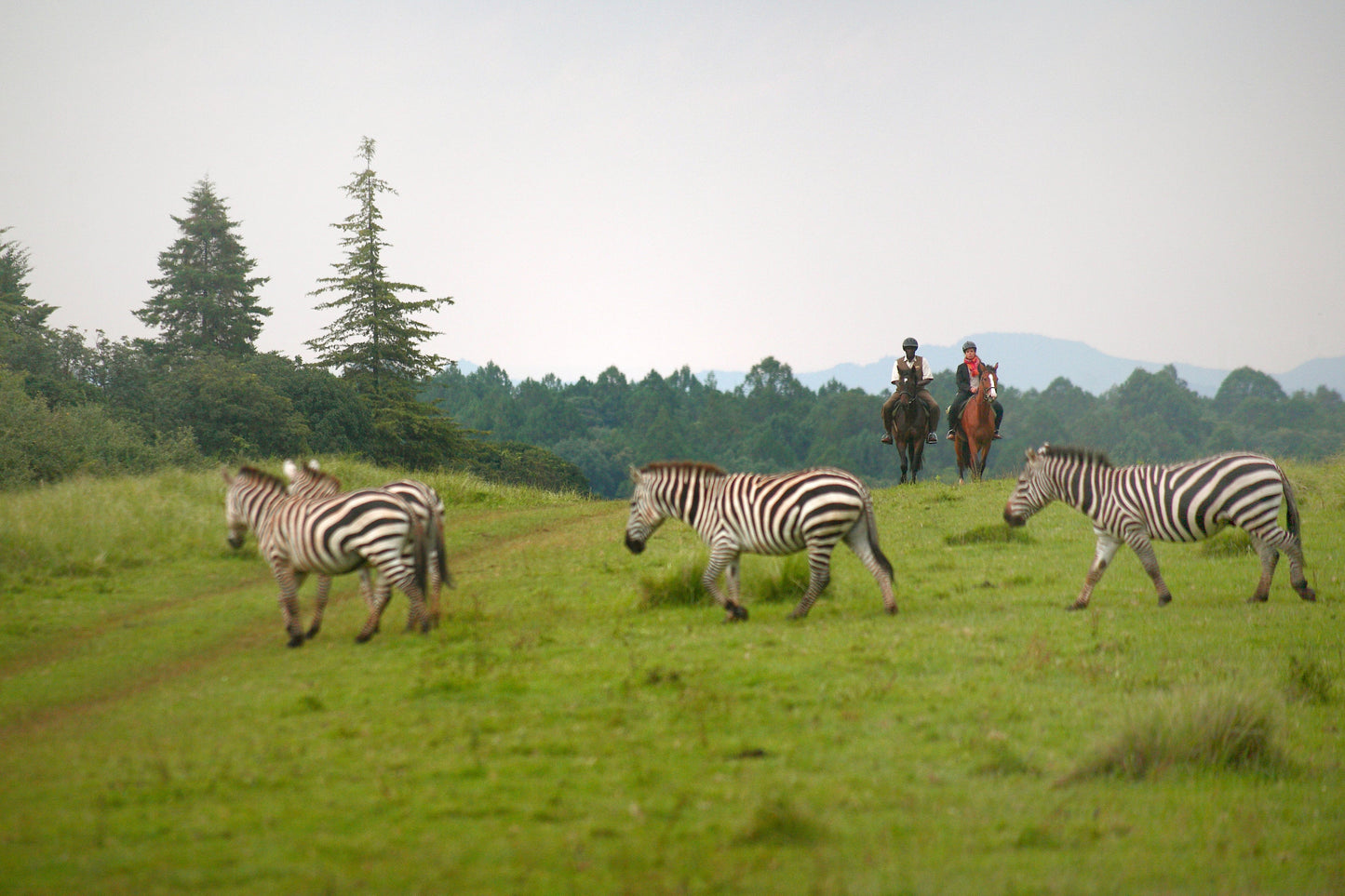 FAIRMONT KENYA | 8 NGÀY TRẢI NGHIỆM HÀNH TRÌNH SAFARI HOÀNH TRÁNG | 3 LODGES
