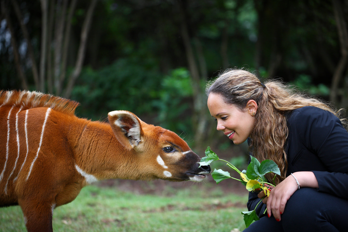 FAIRMONT KENYA | 8 NGÀY TRẢI NGHIỆM HÀNH TRÌNH SAFARI HOÀNH TRÁNG | 3 LODGES