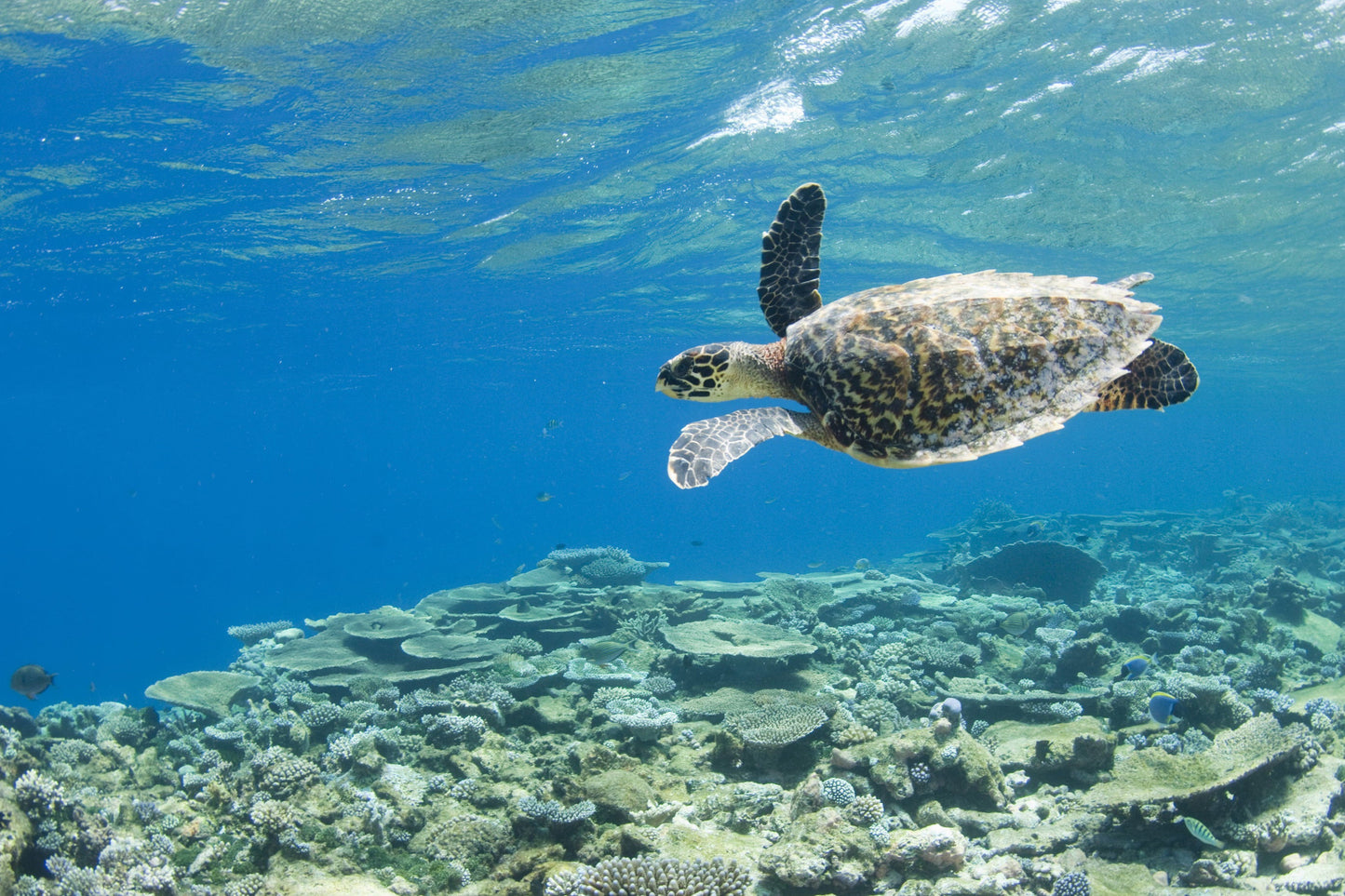 PARK HYATT MALDIVES HADAHAA