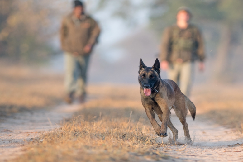 SINGITA SAFARI | 9 NGÀY KHÁM PHÁ NAM PHI và ZIMBABWE | 3 LODGES & 1 HOTEL