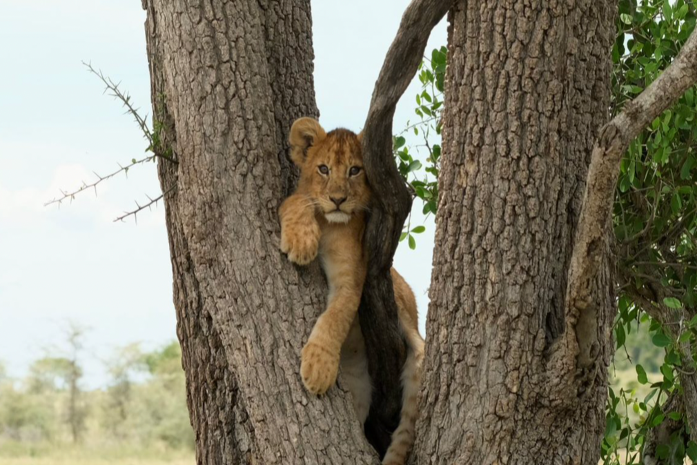 SINGITA SAFARI | 10 NGÀY KHÁM PHÁ ĐÔNG PHI NAM TANZANIA và RWANADA | 3-4 LODGES & 1 HOTEL