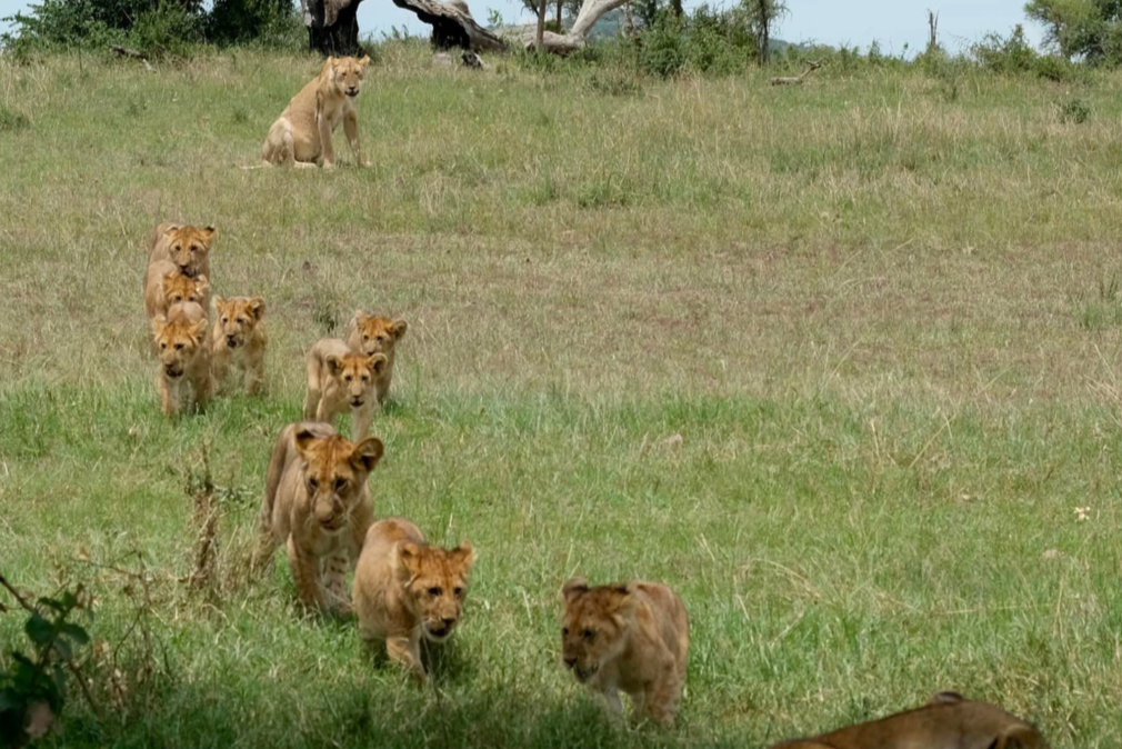 SINGITA SAFARI | 10 NGÀY KHÁM PHÁ ĐÔNG PHI NAM TANZANIA và RWANADA | 3-4 LODGES & 1 HOTEL