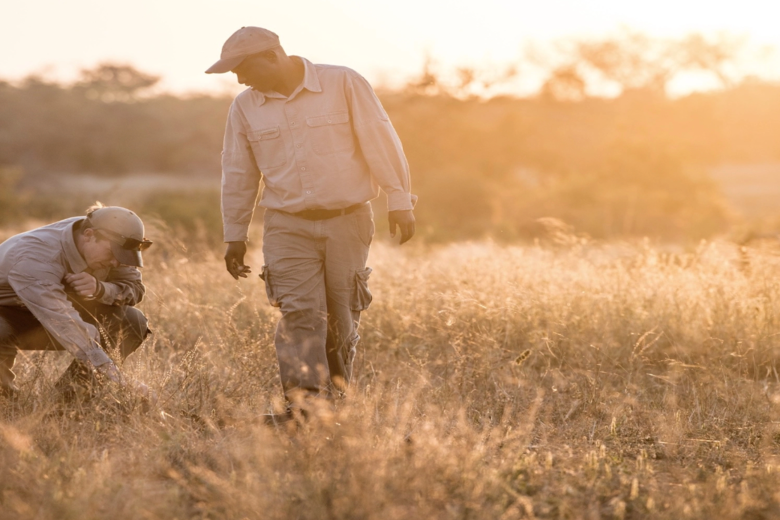 SINGITA SAFARI | 9 NGÀY KHÁM PHÁ NAM PHI và ZIMBABWE | 3 LODGES & 1 HOTEL