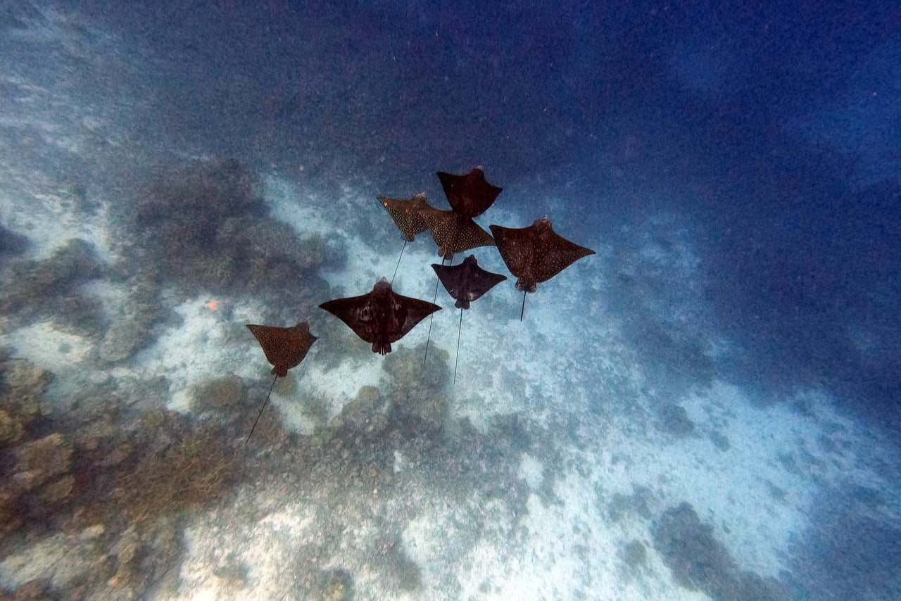 PARK HYATT MALDIVES HADAHAA