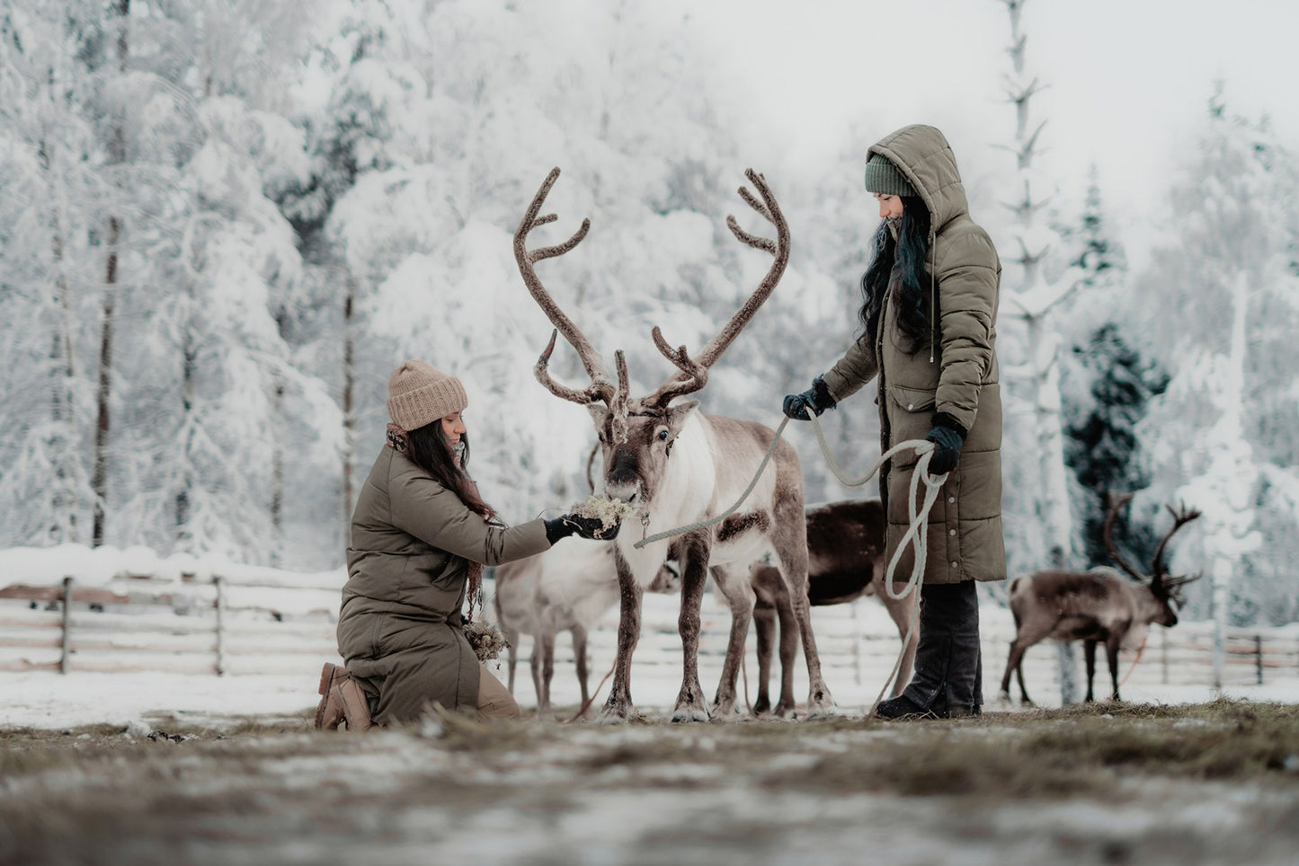 HÀNH TRÌNH 5 NGÀY KHÁM PHÁ LÀNG ÔNG GIÀ NOEL TẠI ROVANIEMI, LAPLAND PHẦN LAN
