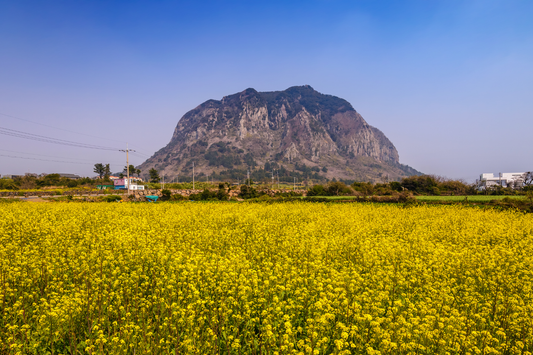 7-DAY / 6-NIGHT JOURNEY TO DISCOVER SEOUL & JEJU