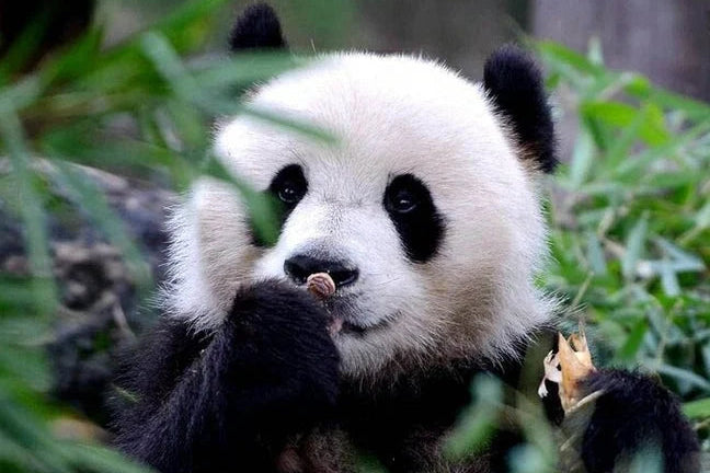 5-DAY JOURNEY TO DISCOVER CHENGDU AND SIX SENSES QING CHENG MOUNTAIN