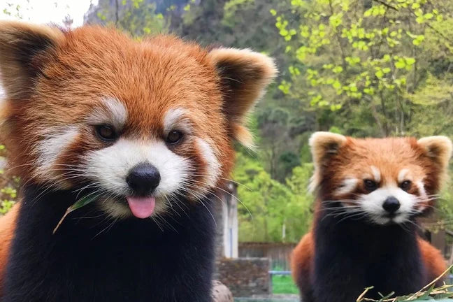 5-DAY JOURNEY TO DISCOVER CHENGDU AND SIX SENSES QING CHENG MOUNTAIN