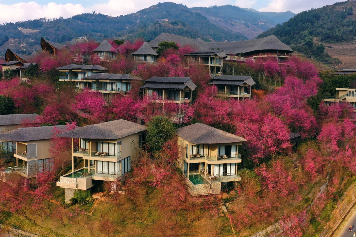 GARRYA MÙ CANG CHẢI