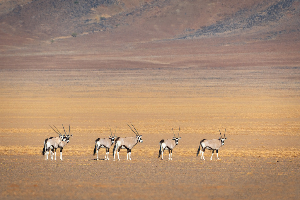 &BEYOND NAMIBIA | 7 DAYS SOSSUSVLEI DISCOVERY | 1 LODGE
