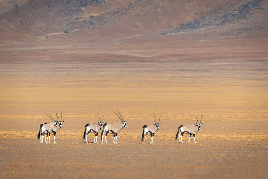 &BEYOND NAMIBIA | 7 DAYS SOSSUSVLEI DISCOVERY | 1 LODGE