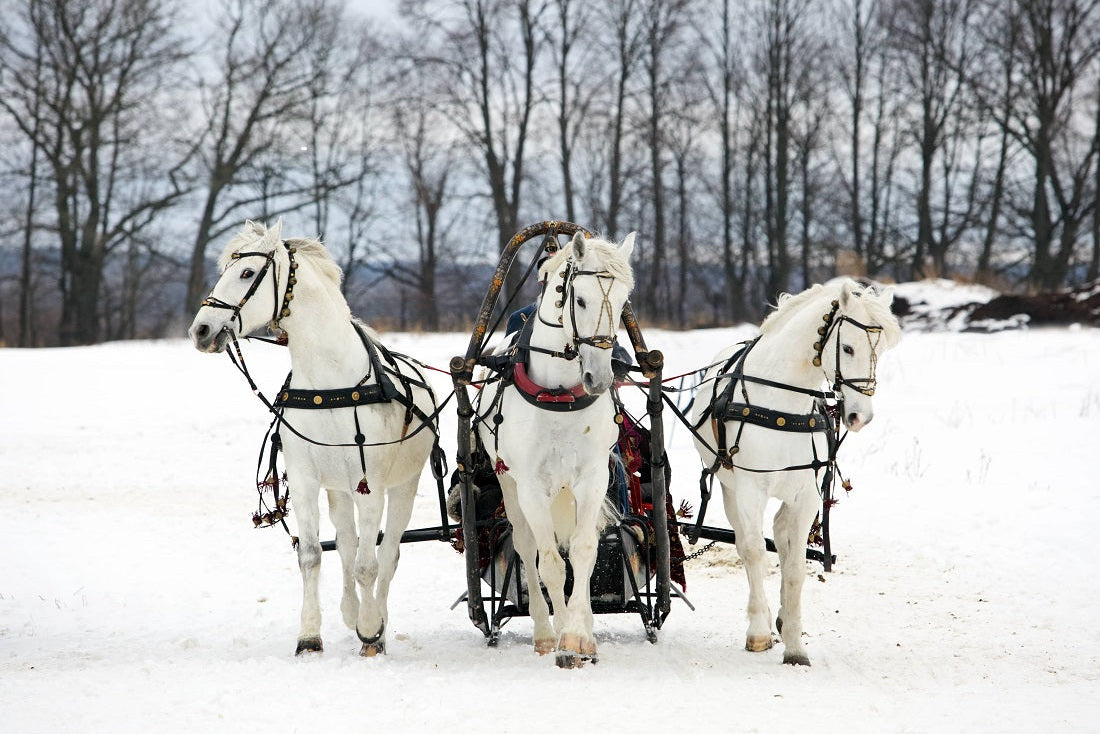HÀNH TRÌNH 4 NGÀY KHÁM PHÁ NGA, MÙA HÈ VÀ THU | ST. PETERSBURG