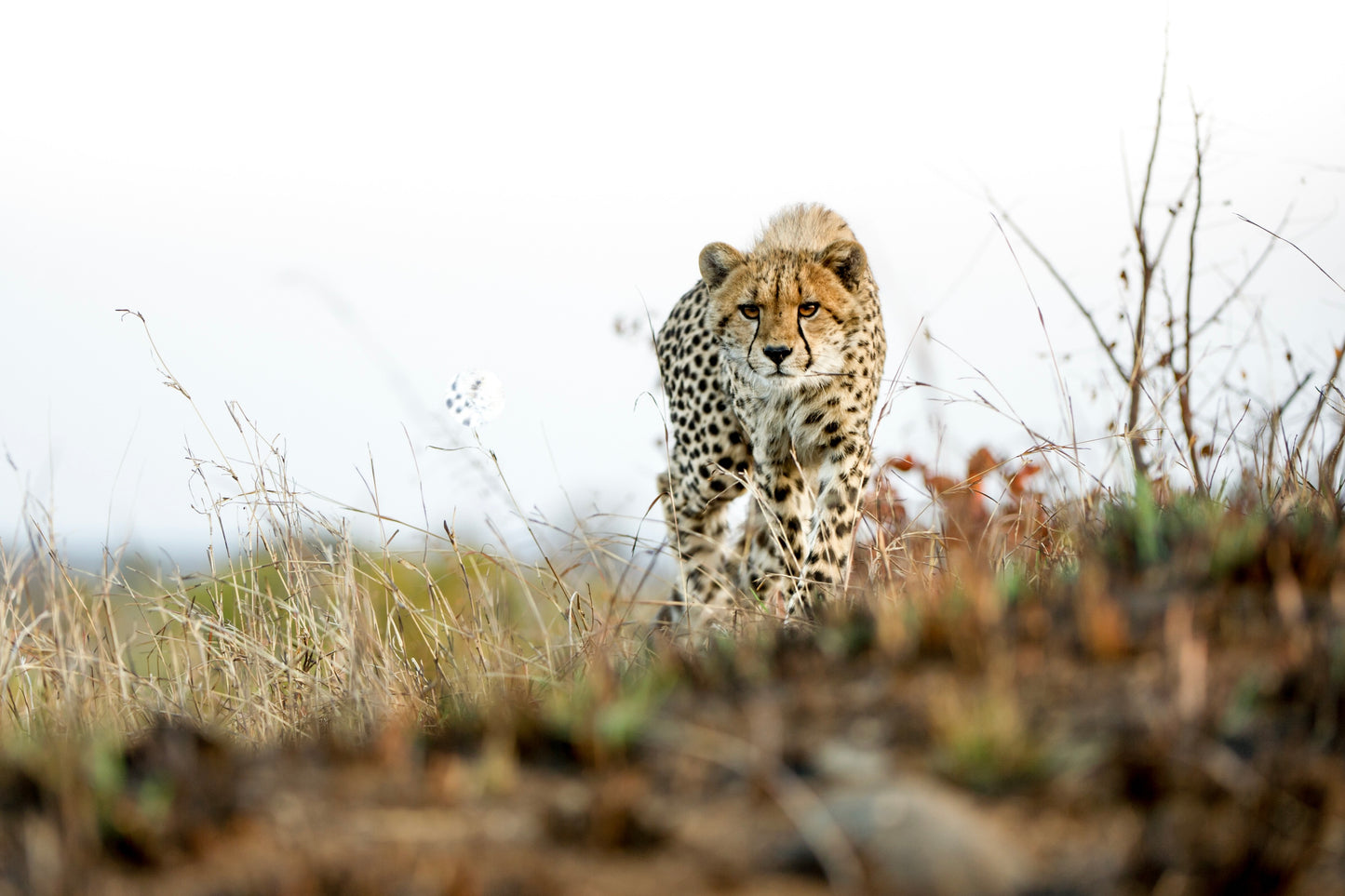 SOUTH AFRICA | HÀNH TRÌNH 7 NGÀY NGHỈ DƯỠNG VÀ KHÁM PHÁ TẠI BELMOND & SAFARI SINGITA