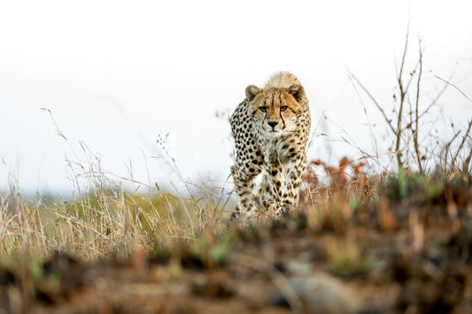 SOUTH AFRICA | 7-DAY BELMOND & SINGITA SAFARI JOURNEY