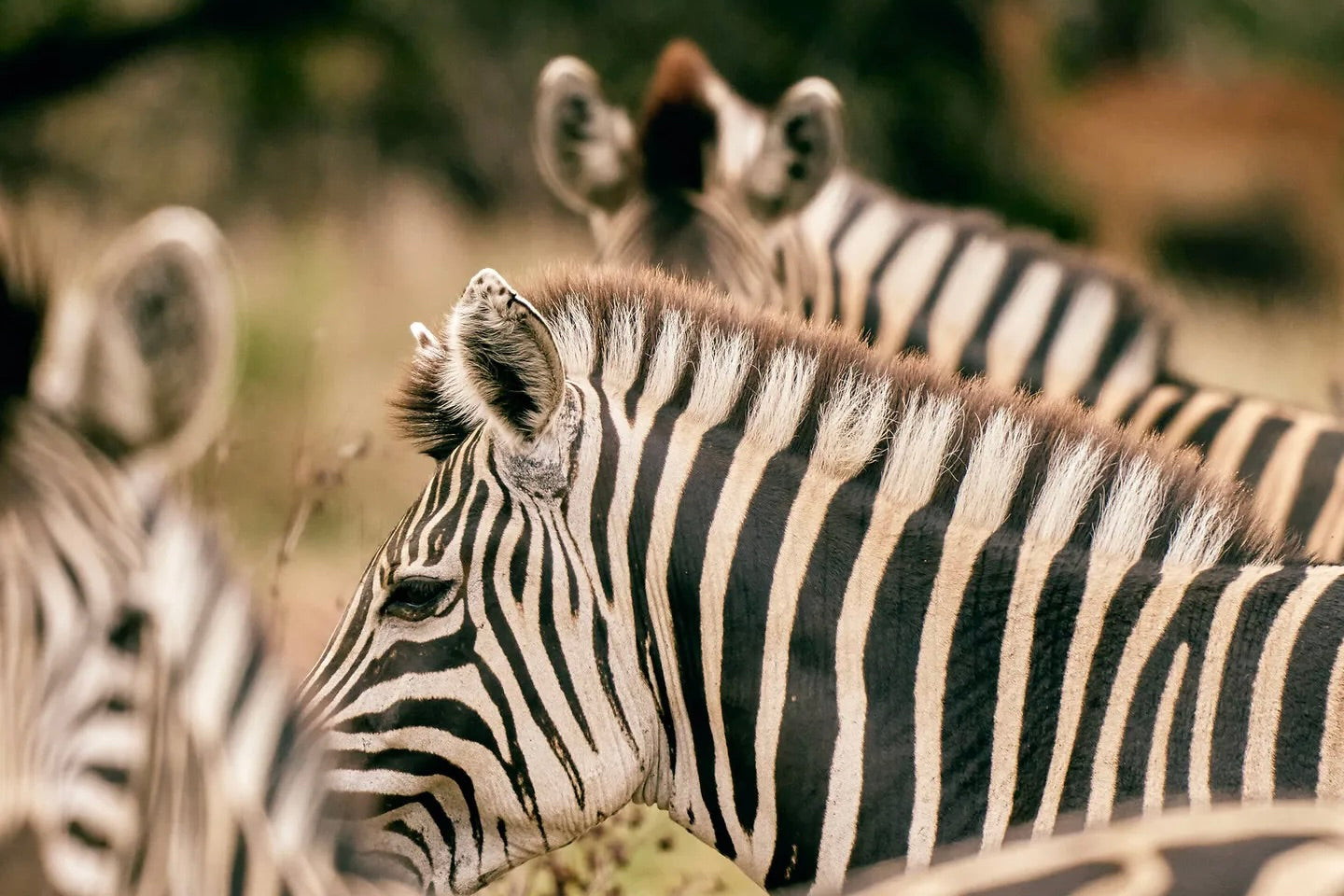 CLUB MED SOUTH AFRICA BEACH AND SAFARI