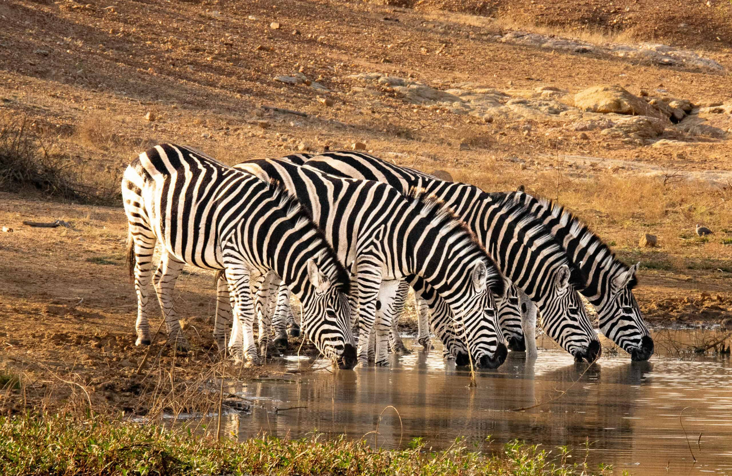 KAPAMA RIVER LODGE | KHỞI HÀNH 27/08/2026 VÀ 01/10/2026  | 7 NGÀY KHÁM PHÁ THIÊN NHIÊN VÀ SẮC MÀU NAM PHI (CAPETOWN và SAFARI)