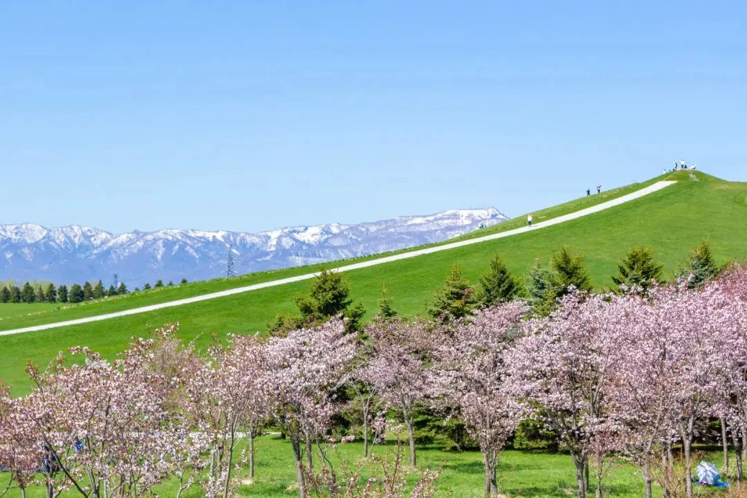 HÀNH TRÌNH 5 NGÀY MÙA XUÂN TẠI HOKKAIDO (01/05 – 05/05)