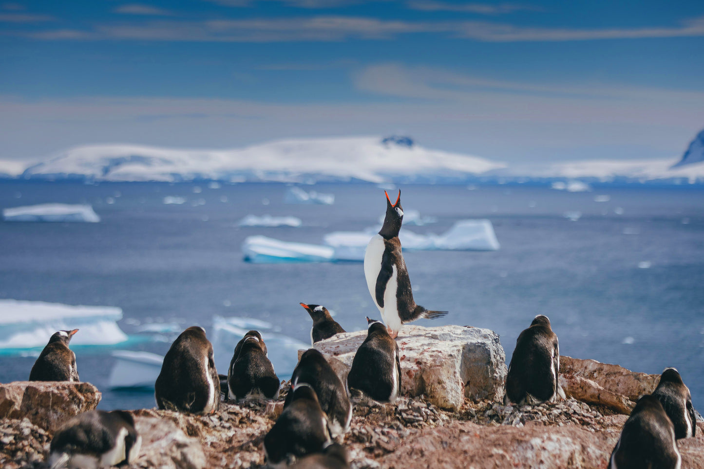 HÀNH TRÌNH KHÁM PHÁ NAM CỰC ANTARTIC EXPRESS: SAIL SOUTH, FLY NORTH - OCEAN EXPLORER, WORLD VOYAGER