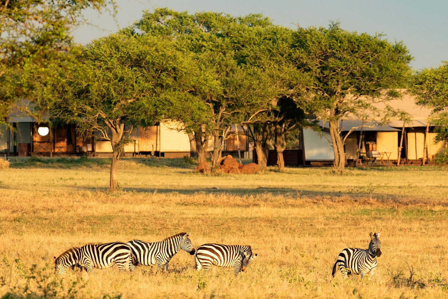 SINGITA SAFARI | 10 NGÀY KHÁM PHÁ ĐÔNG PHI NAM TANZANIA và RWANADA | 3-4 LODGES & 1 HOTEL
