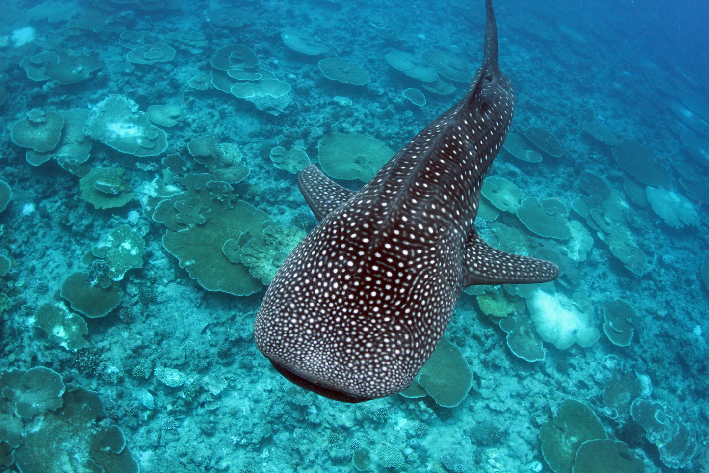 CONRAD MALDIVES RANGALI ISLAND