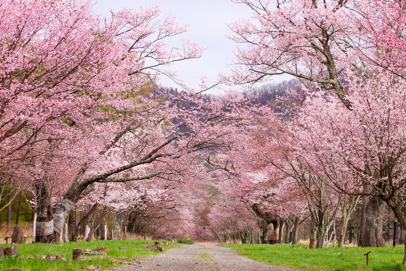 7 DAY SPRING JOURNEY IN HOKKAIDO ( 01 May - 07 May)