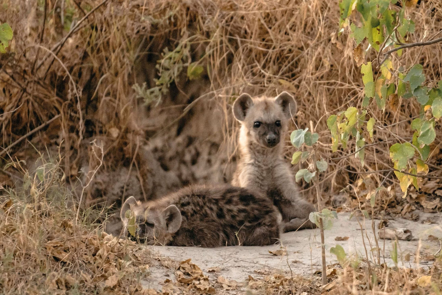 BELMOND SAFARIS NAM PHI (CAPE TOWN) - BOSTWANA