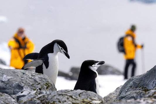 HÀNH TRÌNH KHÁM PHÁ NAM CỰC ANTARCTIC EXPRESS: CROSSING THE CIRCLE - OCEAN EXPLORER