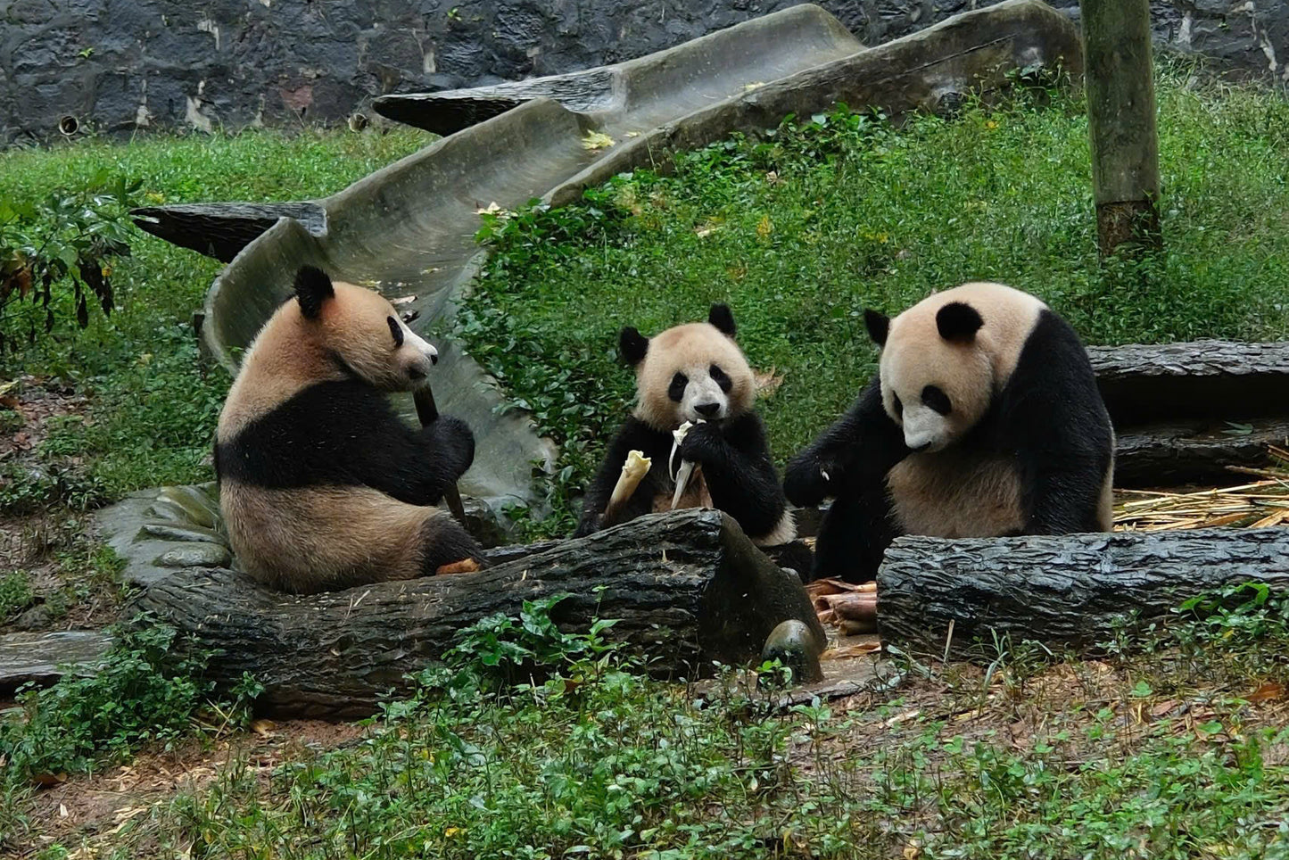 5-DAY JOURNEY TO DISCOVER CHENGDU AND SIX SENSES QING CHENG MOUNTAIN